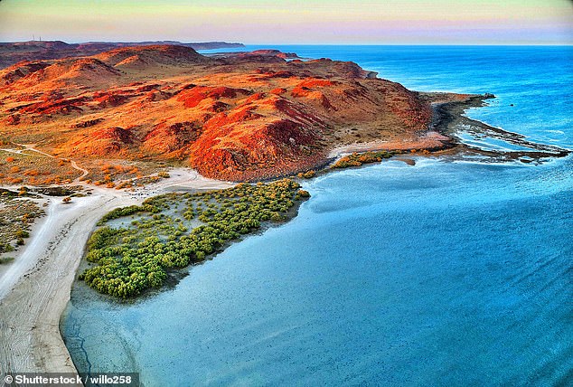 Mr Krupa was swimming at Hearson Cove (pictured), a popular beach near Karratha, about 1,500 kilometers north of Perth, when he was stabbed in the hand