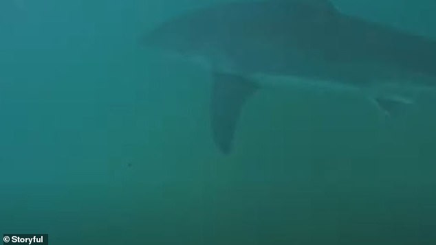 A 4-5 meter long great white shark gave surfers the fright of their lives near a beach in Coffs Harbor