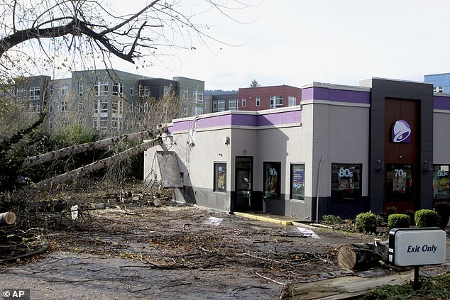 A tree fell on a Taco Bell in Issaquah, Washington on Wednesday