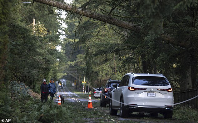 Fallen trees are impacting road transport and commuters have been advised to give themselves extra time to reach their destinations