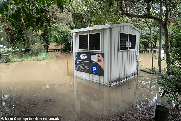 Meanwhile, the site at Currumbin Wildlife Sanctuary, where last year's participants Tony Bellew and Frankie Dettori were photographed with real koalas, has been completely flooded (pictured)