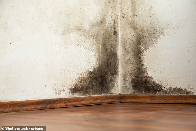 Black mold, or toxic mold, is one of the riskiest in homes because it can release spores and toxins, experts say. It is especially concerning if the disease spreads over an area larger than a pizza box, as shown above