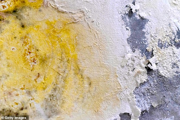 In some cases, walls can be infected with yellow mold