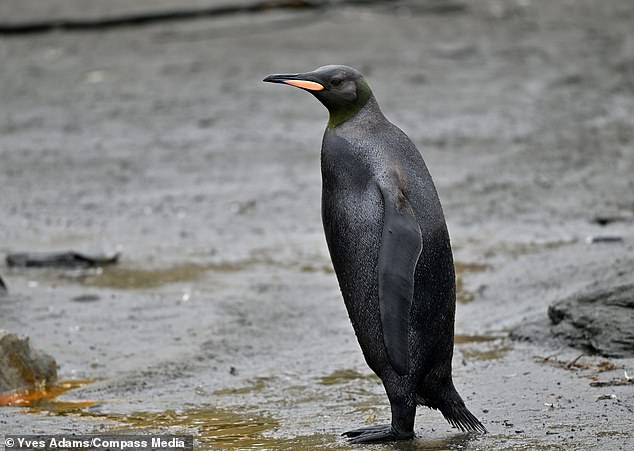 An extremely rare all-black penguin has been spotted on a beach on South Georgia Island