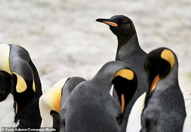 Photographer Yves Adams had just landed in St Andrews Bay in the South Atlantic Ocean this month when a colleague alerted him to the presence of an unusual bird