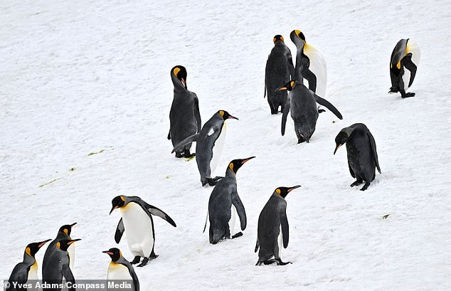 Yves quickly rushed to the beach to take photos of the melanistic king penguin before it was overrun by the rest of the colony