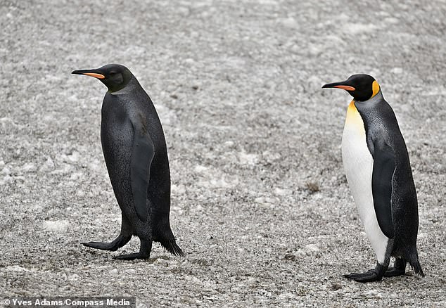 The striking bird has a black belly instead of the usual striking white and the feathers on its neck also appear black instead of yellow