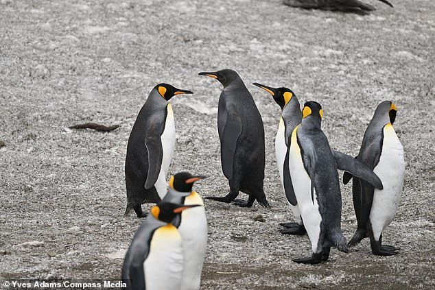 Yves was leading an expedition for Starling Reizen when he had the opportunity to photograph the all-black penguin