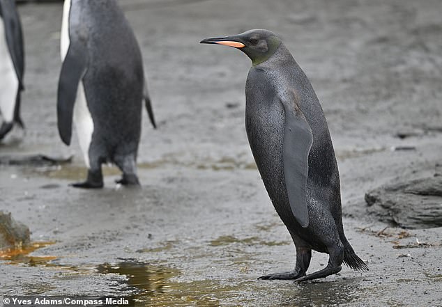 1732338670 747 Ultra rare all BLACK penguin spotted on South Georgia Island Beautiful