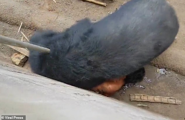 One of Naiphum's group ran into the enclosure and beat the bear in its cage with a pole