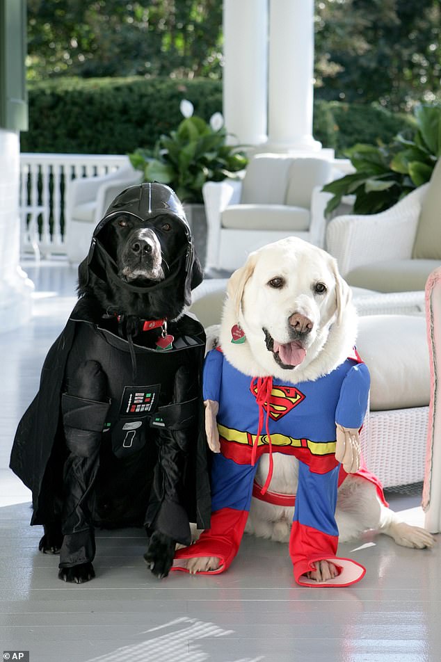 Dick Cheney, as Vice President, dressed up his Labrador retrievers Jackson (left as Darth Vader) and Dave (right as Superman) for Halloween