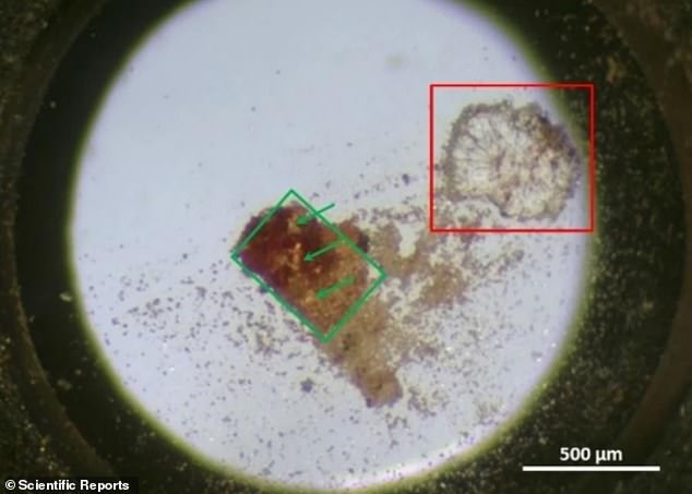 The team used multiple analytical methods, including spectroscopy, which studies the absorption and emission of light and other radiation by matter. In this image, the area highlighted in red is a large grain of the pottery sample. The ones indicated in green are crystallized granules infused with beta-carboline alkaloids from the wild rue plant