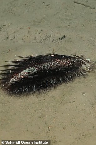 The animal is a polychaete - a class of marine worms, commonly known as bristle worms