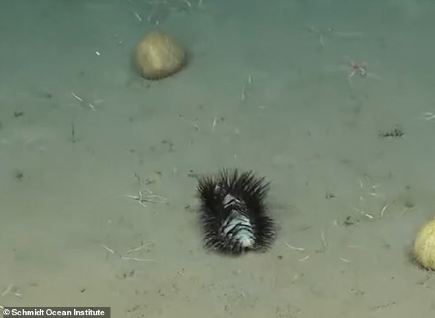 One viewer described it as a 'forbidden toilet scrubber', while another called it a 'deep sea Christmas tree'