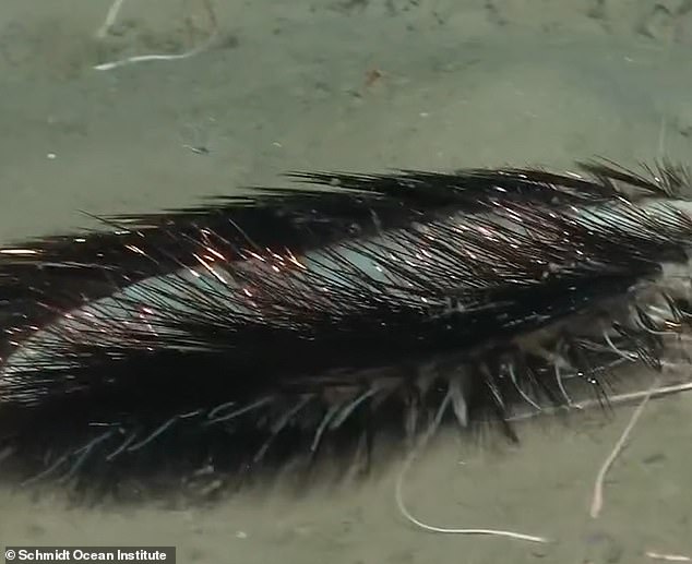 In a video posted to the Schmidt Ocean Institute's Instagram account, the animal is seen prowling along the seabed, its iridescent bristles glistening in the light