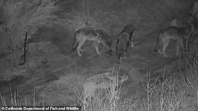 The more recent sighting is significant because it marks a return to the region since wolves began recolonizing California in the 2010s, officials said.