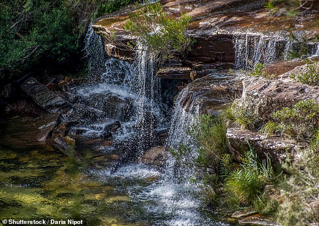 The man was swimming with friends at Winifred Falls (pictured) in Sydney's Royal National Park when tragedy struck