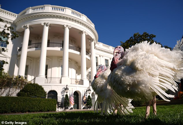 Blossom and Peach stand on the South Lawn prior to the traditional Thanksgiving ceremony