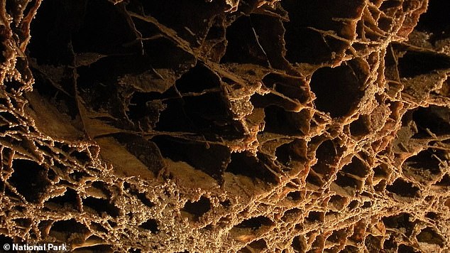 Above, another view of the boxwork webs on the ceiling of Wind River Cave in North Dakota