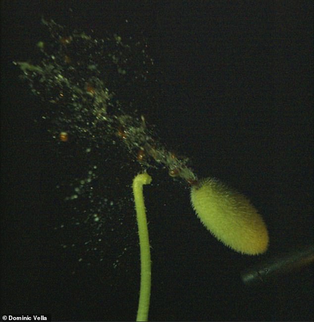 A photo still showing the beam ejected by a spurting cucumber, which propels its seeds to distances of up to 10 meters away