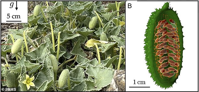 The spray cucumber is native to parts of Southern Europe and North Africa. Pictured on the left is the plant in the Oxford Botanic Garden. Shown at right is a CT scan of the cucumber, showing the seeds arranged in pairs, attached to four pillars located at 90-degree intervals around the long axis of the fruit