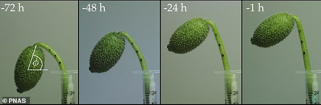 In the days before dispersal, moisture is redistributed from the egg-shaped fruit to the stem, causing the stem to grow longer, thicker and stiffer. This causes the fruit to rotate from nearly vertical to an angle of nearly 45°, a key element necessary for successful seed launch