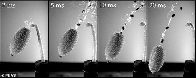 In the first hundreds of microseconds of ejection, the tip of the stem withdraws from the fruit, causing the fruit to rotate in the opposite direction