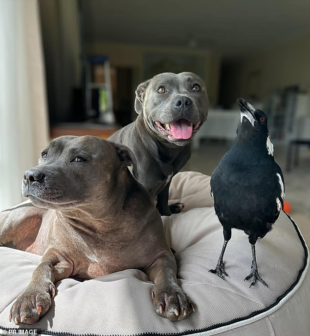 Molly and her canine companions, Peggy and Ruby, live with Juliette Wells and Reece Mortensen in their Gold Coast home and have become social media stars