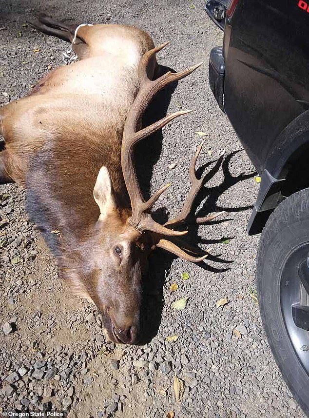 Mark David, 66, was mauled to death by a moose (photo) in August 2020 in the Trask Road area, Tillamook County