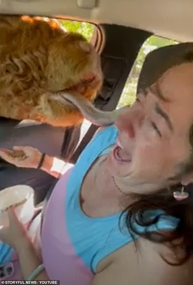 The hysterical footage showed the fluffy brown cow leaning his entire head against the passenger side window before ignoring her handful of grains and licking her instead, causing her to burst out laughing.