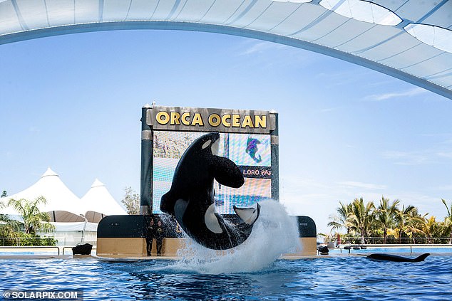 Male orca Keto (pictured) died at the age of 29 after 'showing signs of discomfort in recent days', according to Loro Parque in northern Tenerife