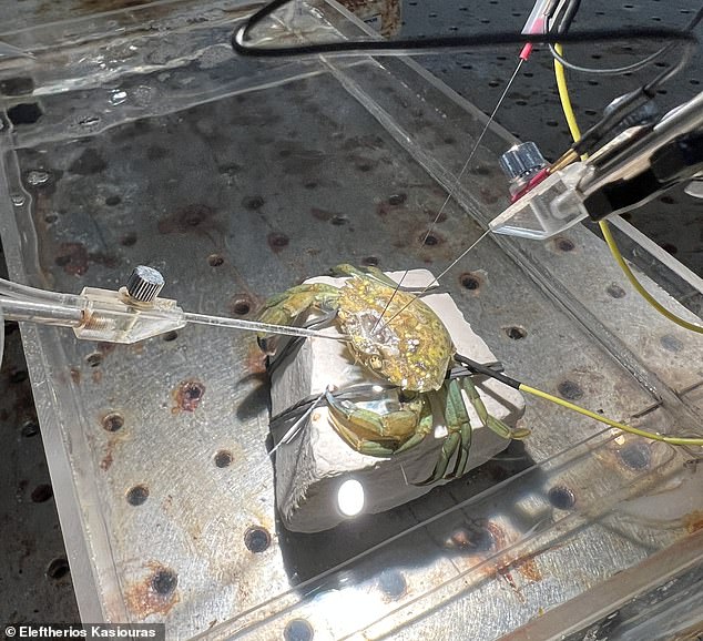 Researchers recorded the brain activity of paralyzed crabs while they were subjected to painful stimulation by acid and physical probes. They discovered that these tissues contained pain receptors that sent messages to the brain when stimulated