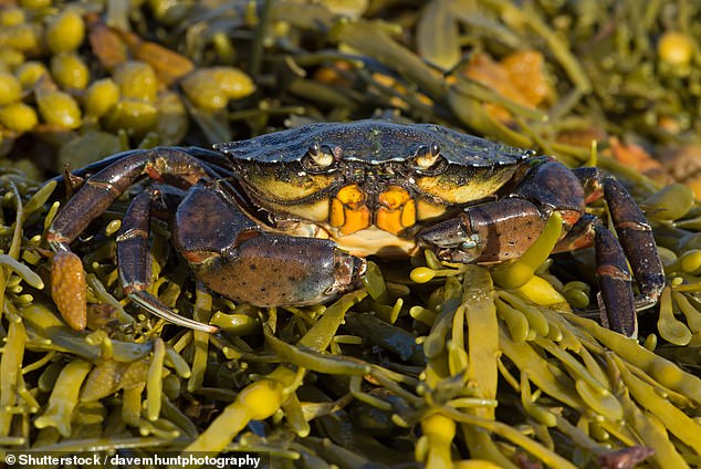 Although they are not currently covered by EU animal welfare legislation, the researchers say their research shows that crustaceans, including crabs such as the European green crab used in the toad (pictured), lobsters, shrimps and crayfish, all feel pain when they are killed.