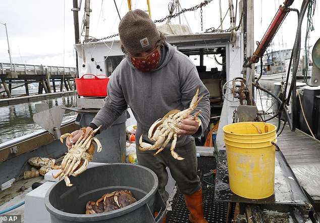 The researchers are calling for crabs to be stunned with electricity when captured so they don't suffer a painful death from cooking or suffocation (file photo)