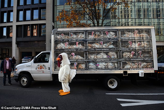 A woman dressed as a turkey at Joe Biden's National Thanksgiving Turkey Pardoning event Monday during a PETA protest