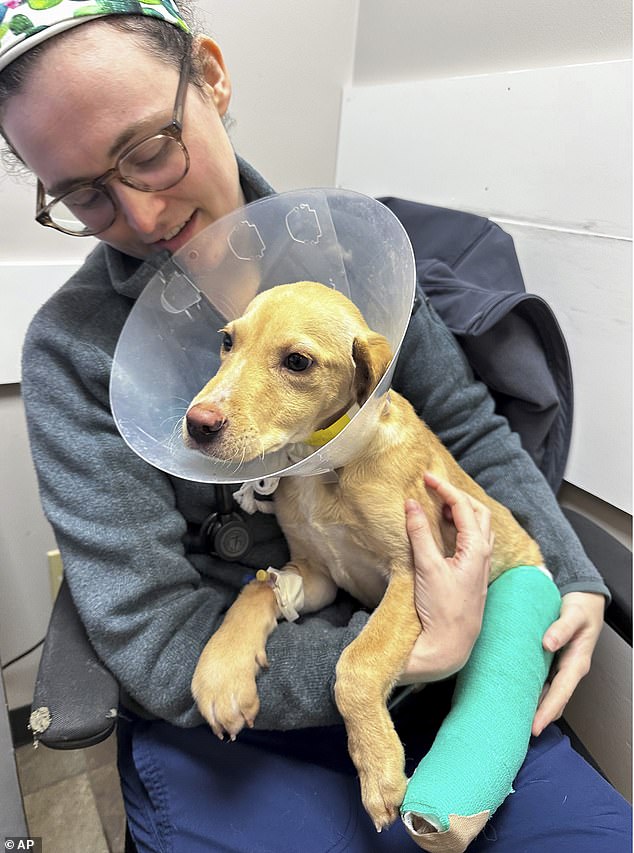 “Whiskey is currently being stabilized here at Pieper Memorial Emergency & Specialty Hospital by our Emergency and Critical Care Team,” veterinarians at the Connecticut practice revealed two days after the fatal crash