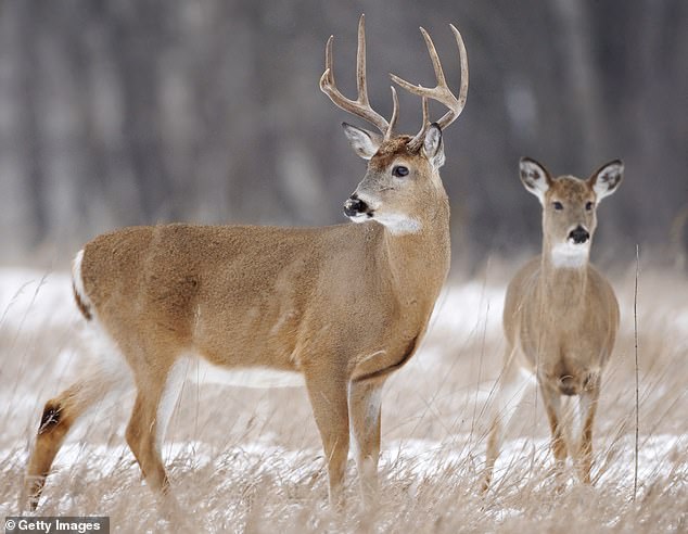 Three Michigan hunters, ages 57, 65 and 83, have been found dead on nature trails, just days after suffering fatal heart attacks since the state's deer hunting season began less than two weeks ago