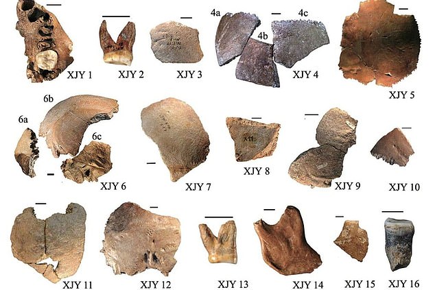 They found the remains of 16 individuals, with large heads, broad skulls and enormous teeth. Their head sizes, which were larger than those of Neanderthals and Homo sapiens, led the team to name a new prehistoric species, called Homo juluensis.