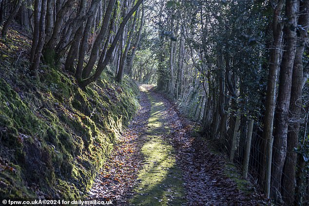 The 800 meter long gravel path, next to the B-road, that leads to the house