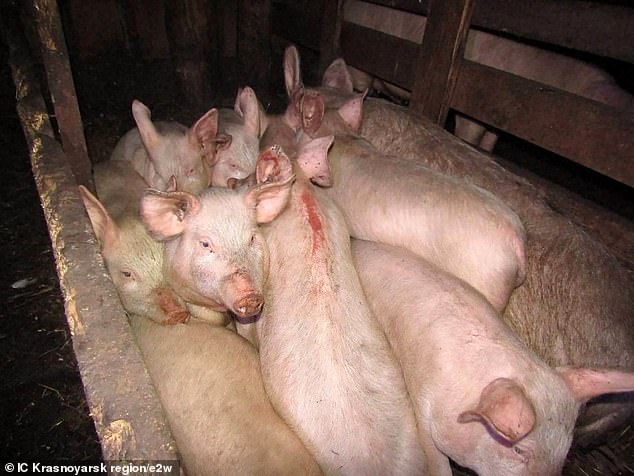 Milena was feeding the pigs at her home in the Krasnoyarsk region, Russia, when she was attacked