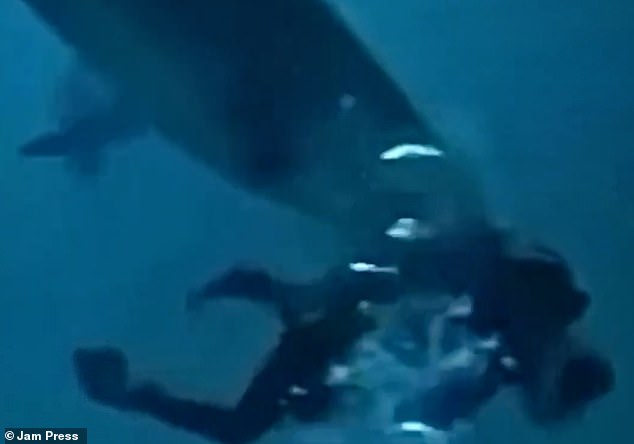 The heartbreaking footage showed the diver's head completely ensconced in the shark's mouth