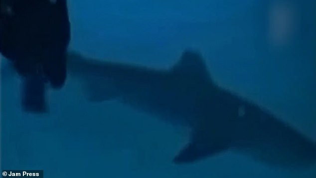 The diver miraculously escaped as the shark swam away