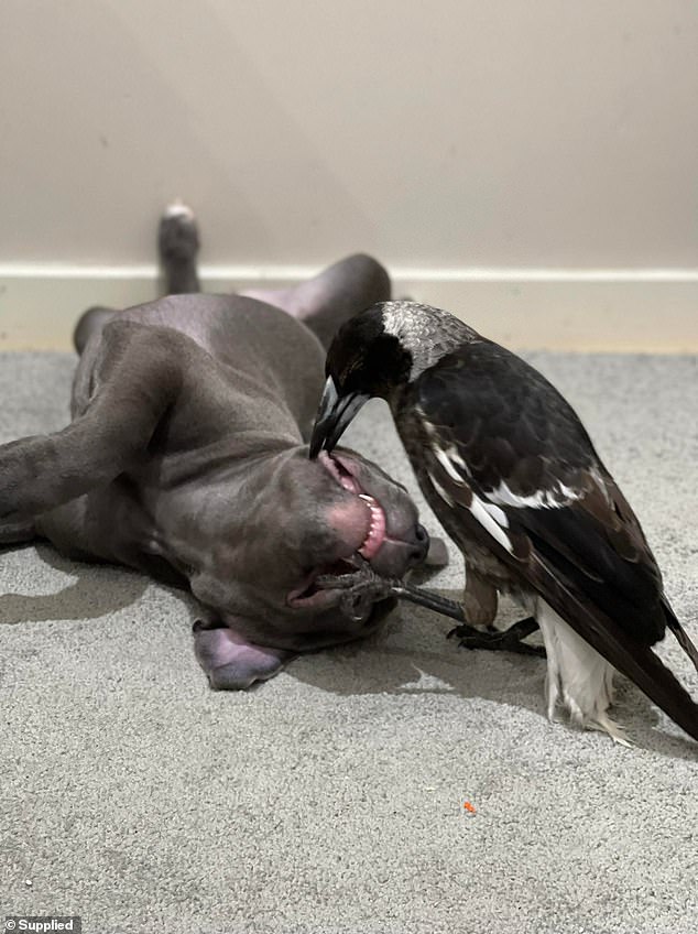 The magpie was seized in March after authorities learned Ms Wells and Mr Mortensen were not licensed to care for native wildlife, but the bird was returned six weeks later following public outcry.