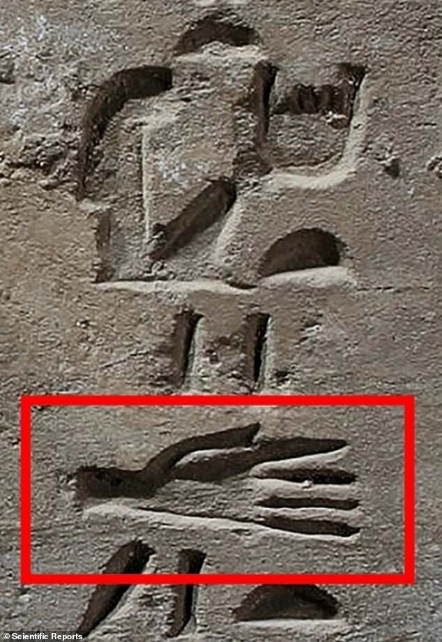 Iconographic evidence of severed hands (photo) is an inscription in the tomb of Ahmose in El-Kab with a very realistic representation of an outstretched palm