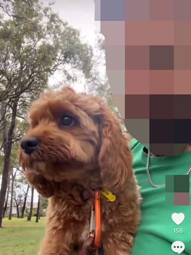 The dog walker filmed himself deliberately dropping a customer's pet Doodle while taking the dog for a walk (pictured) before posting video of the incident to TikTok.