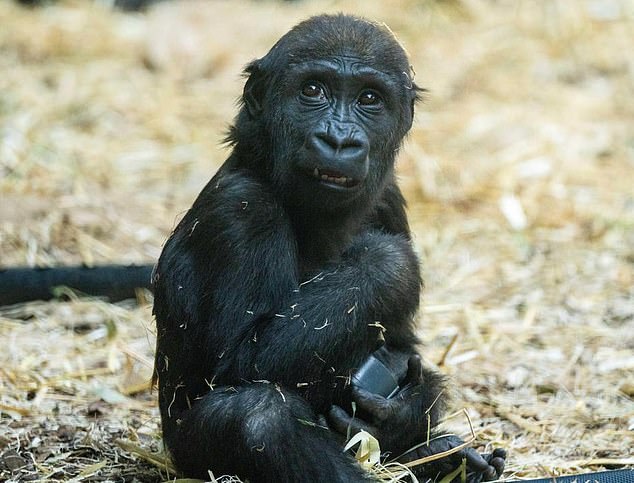 Eyare, a 2-year-old female western lowland gorilla, died Wednesday after a member of the Wilder Institute-Calgary Zoo activated the wrong enclosure door, striking the baby animal and causing a traumatic head injury