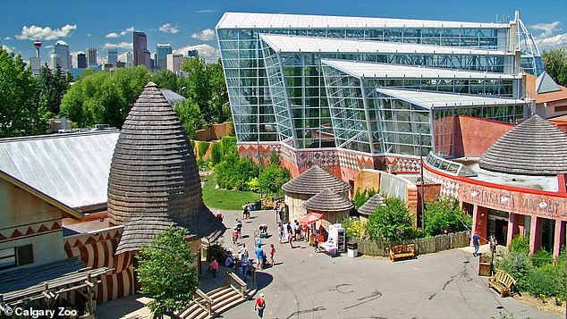 The gorilla was moving around the back of the enclosure, wandering from bedroom to bedroom and interacting with the other gorillas when the harrowing incident occurred. Pictured: The Wilder Institute-Calgary Zoo in Calgary, Canada