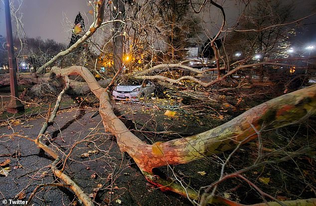 Washington residents experienced major power outages on Tuesday after a bomb cyclone downed trees and power lines (pictured) in the western part of the state