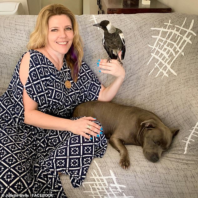 Molly the Magpie and her Staffordshire terrier best friends Peggy and Ruby could be separated again after a court quashed a Gold Coast couple's license to keep the bird. Juliette Wells is pictured with Molly in her house