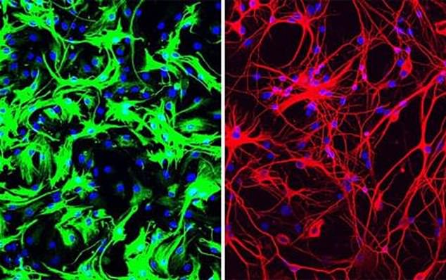 Some mice were genetically modified to be green and the other mice to be red. Scientists then transplanted these cells into the brains of newborn mice